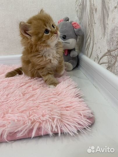 Котята в добрые руки бесплатно