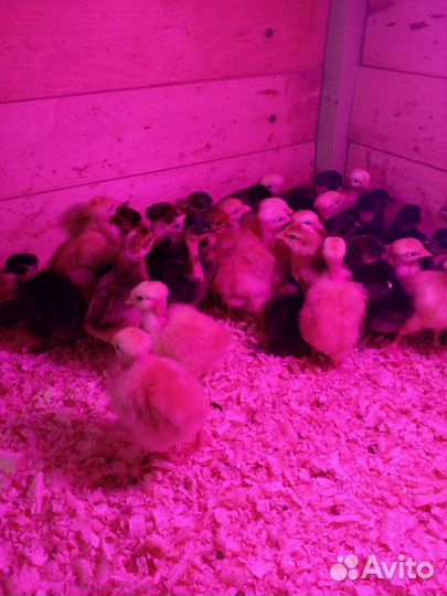 Голошейные цыплята