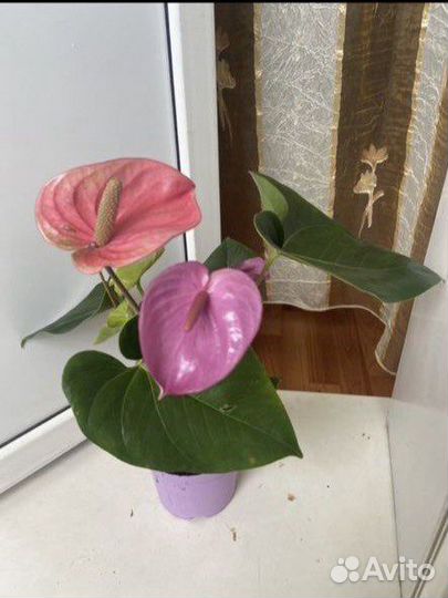 Антуриум кавалли