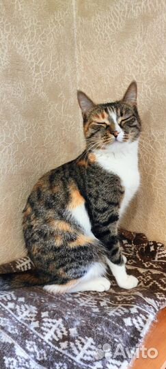 Очень хочет быть любимицей, спасена с ада