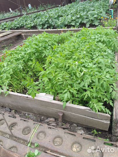 Рассада помидор разных