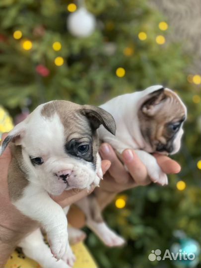 Французский бульдог щенки