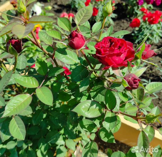 Роза комнатная