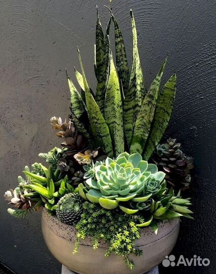 Копозици из цветов