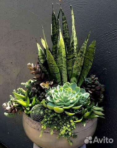 Копозици из цветов