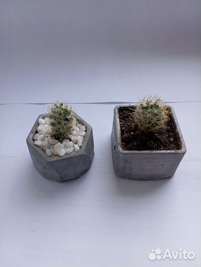 Кактус цветущий