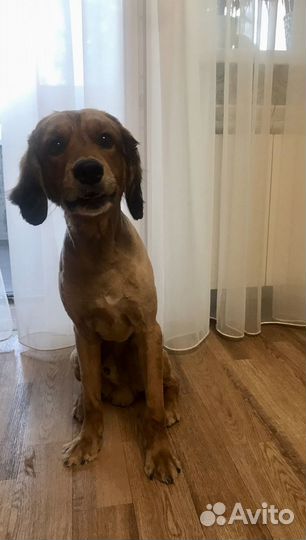 Груминг собак мелких пород и кошек