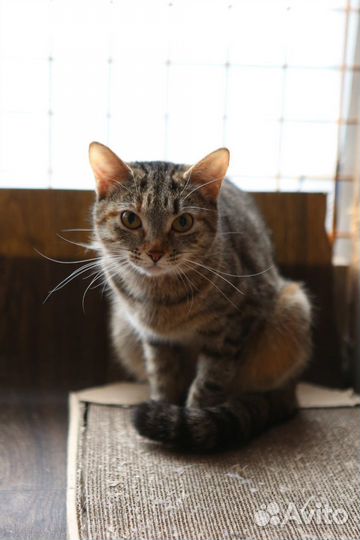 Кошка Леона в самые добрые руки из приюта