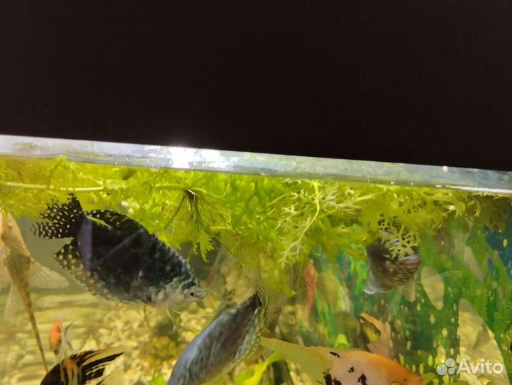 Гурами мраморный