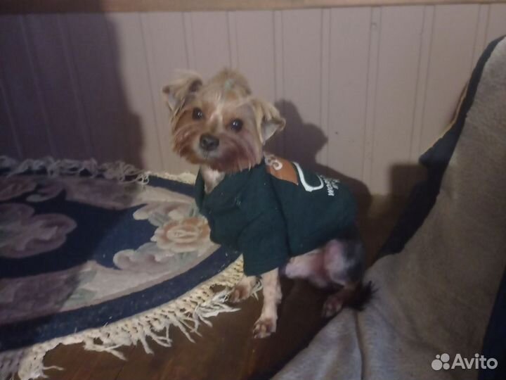 Йоркширский терьер щенки