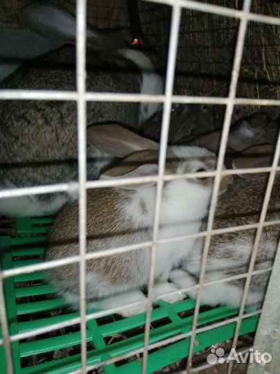 Продам кроликов