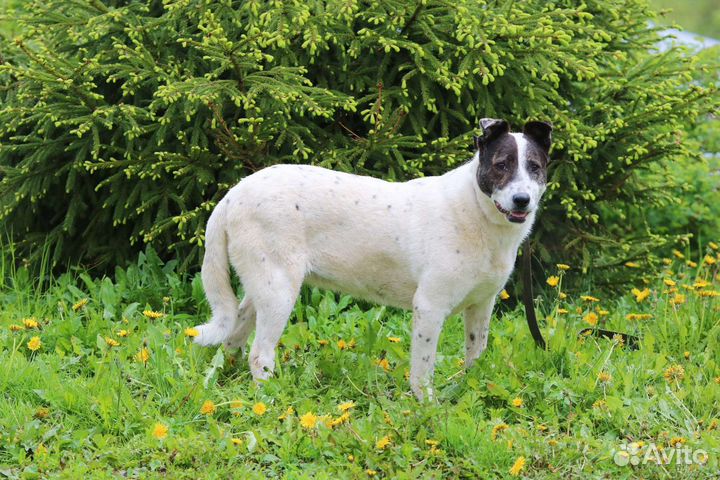 Послушная собака