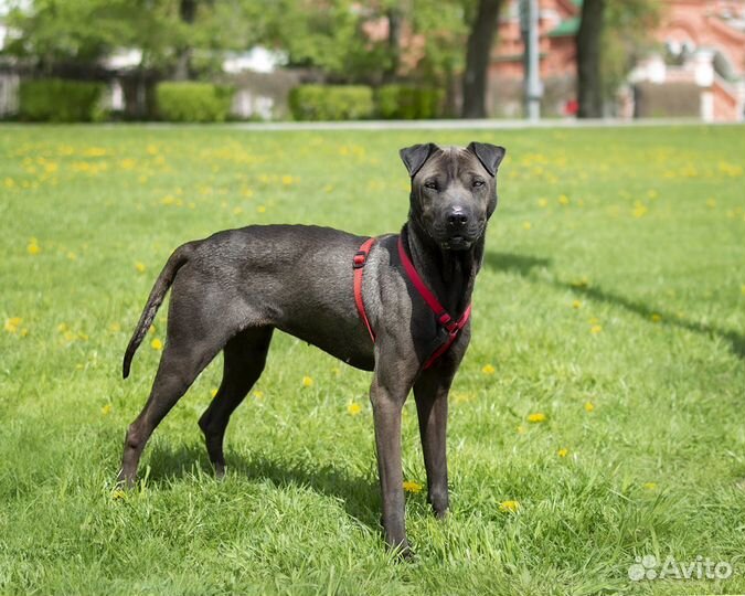 Метис шарпея в приюте ждет семью
