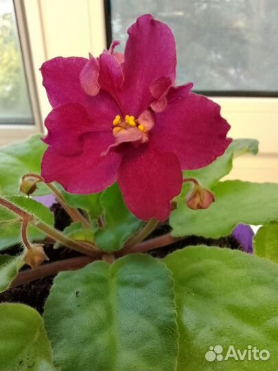 Сортовые фиалки и их детки