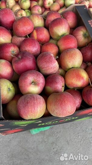 Яблоки оптом