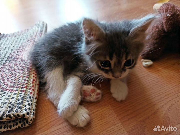 Вот такая маленькая красота ищет дом