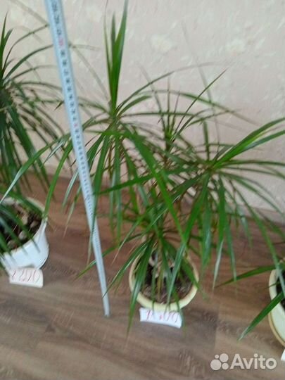 Пальма драцена