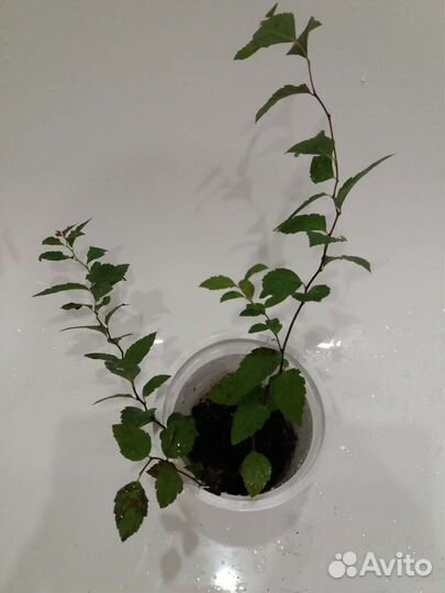 Спирея японская