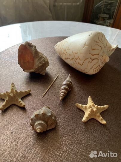 Морские раковины и звезды