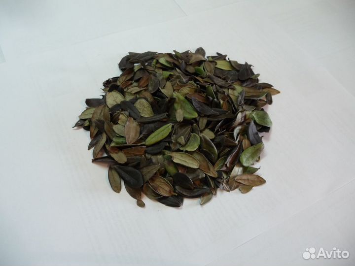 Листья брусники