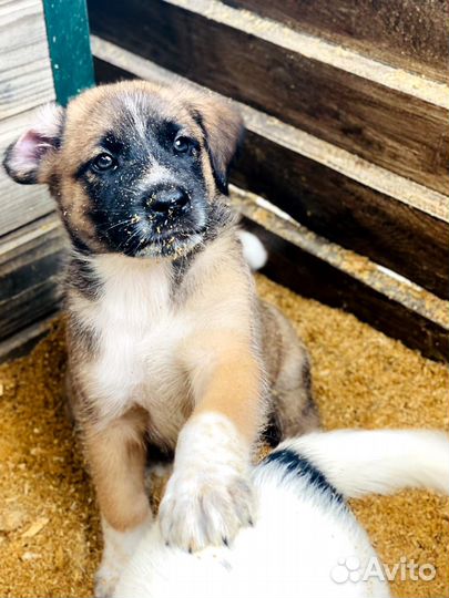 Отдам в добрые руки