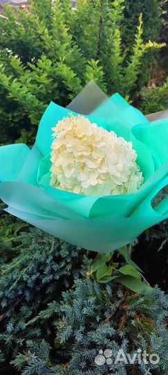 Праздничный букет (Гортензия метельчатая)