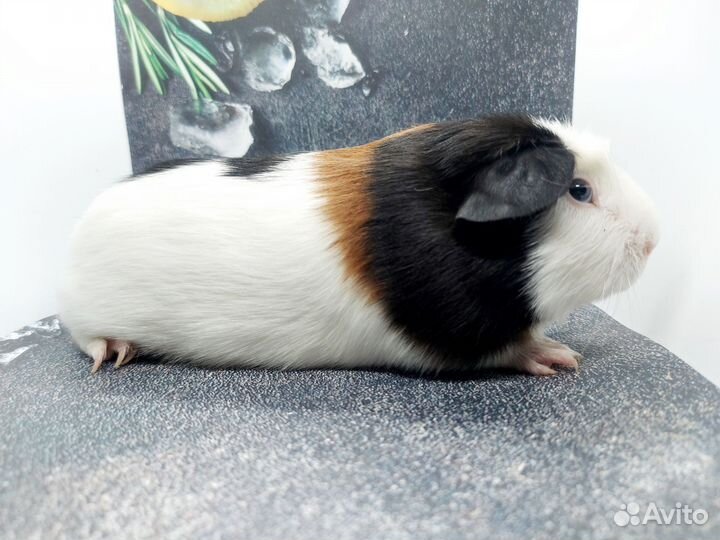 Морская свинка