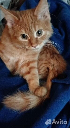 Британец 3 мес. в добрые руки