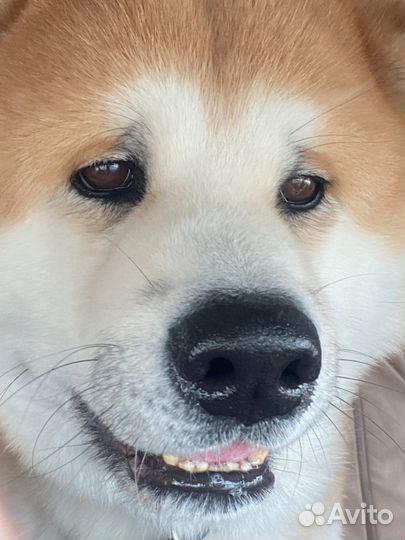 Акита ину вязка