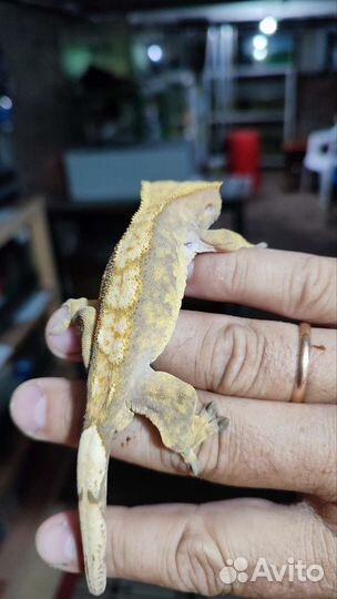 Реснитчатый бананоед