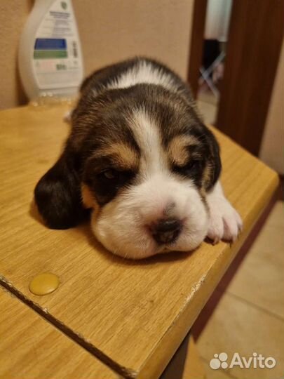 Щенки бигль