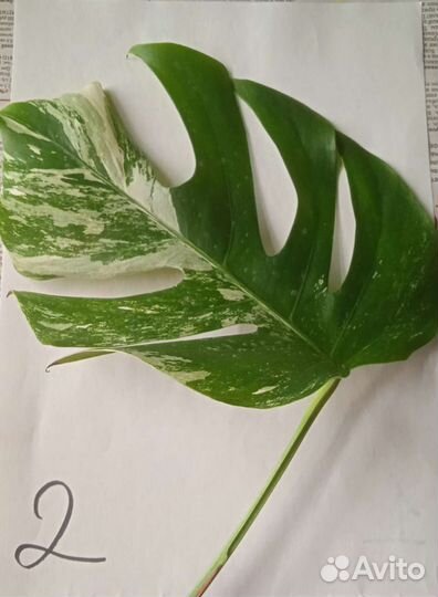 Монстера вариегатная альба