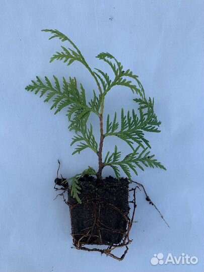 Саженцы туи Вудварди