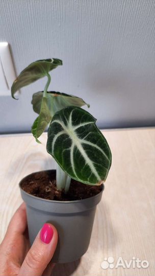 Алоказия ниндзя