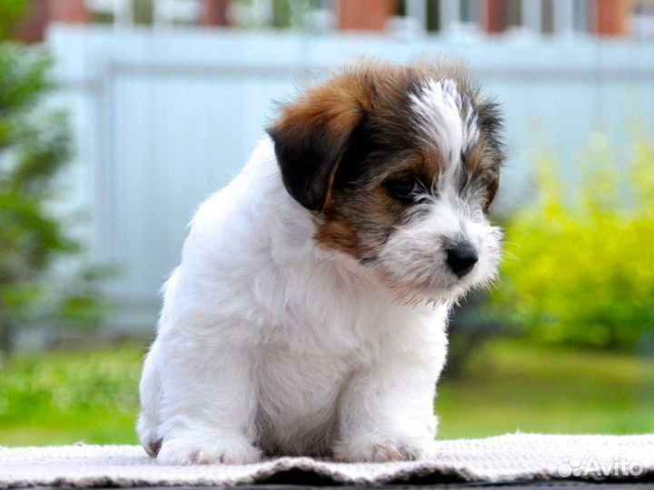 Джек Рассел терьер мальчик