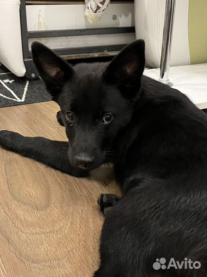 Щенок дворовый