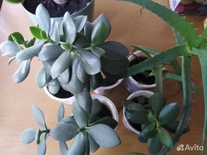 Толстянка (красулла, денежное дерево)