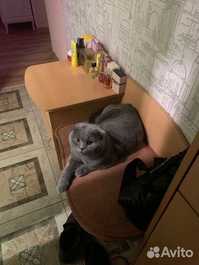 Британский кот вязка