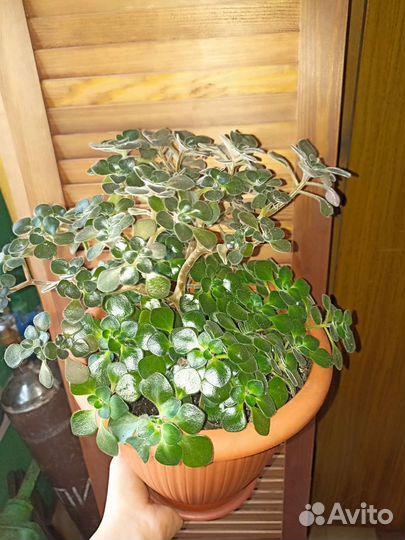 Аихризон дерево любви