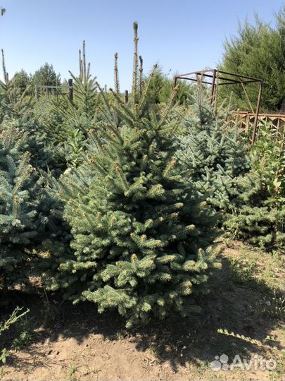 Ель колючая голубая
