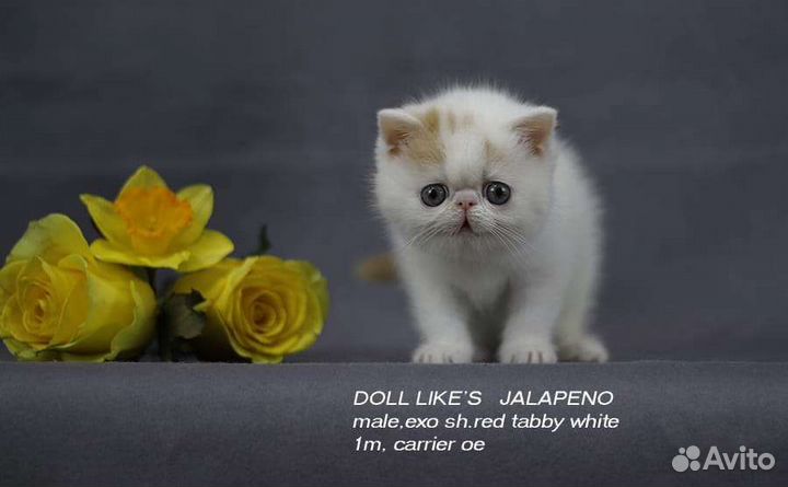 Экзотические