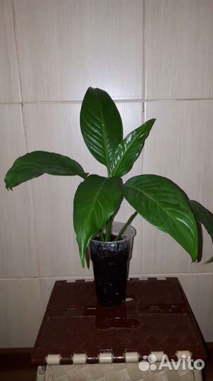 Спатифиллум