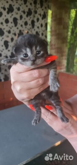 Британские вислоухие котята