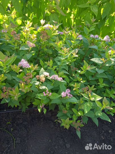 Саженцы окс декоративных кустарников