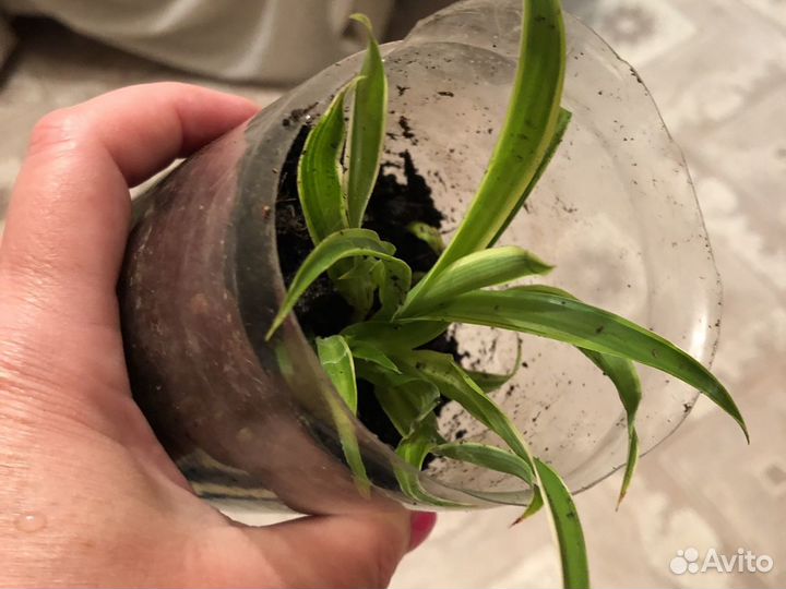 Хлорофитум