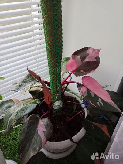Филодендрон Розовая принцесса