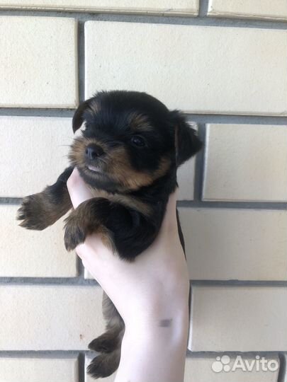 Йоркширский терьер мини щенки