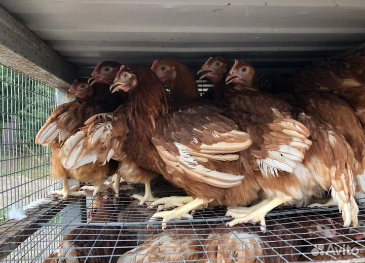 Куры несушки