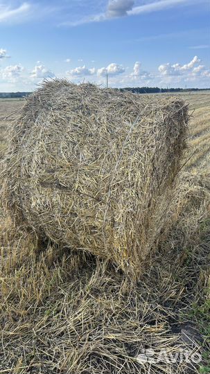 Солома пшеничная в тюках