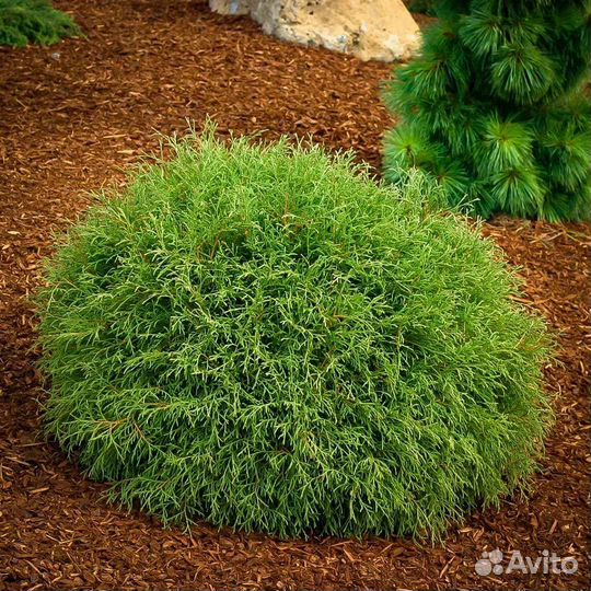 Туя Боулинг Болл